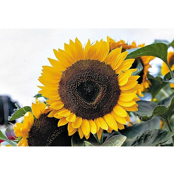 TOURNESOL GÉANT TITAN