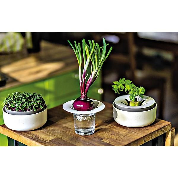 PLASTIA REGROW