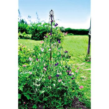 GARDEN MAYPOLE