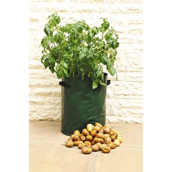PATIO PLANTERS POMME de TERRE
