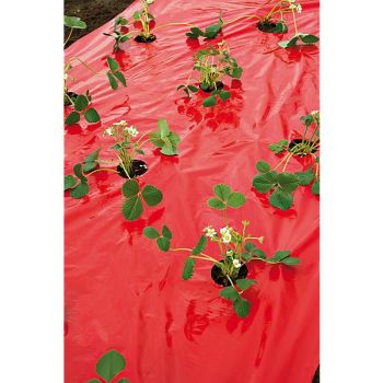 FILM de PAILLAGE FRAISES