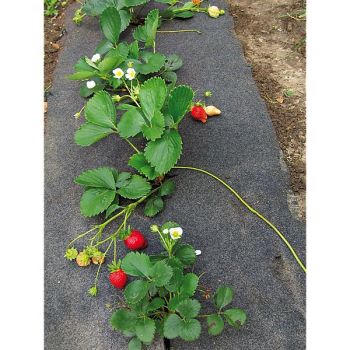 FEUTRE de CULTURE PRÉ-PERCÉ TOMATES/FRAISIERS