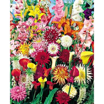 ENGRAIS BULBES PRINTEMPS et AUTOMNE 2