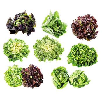 ENGRAIS SALADES, mâche, épinard et autres légumes feuilles 2