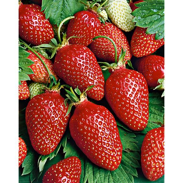 FRAISIER CIFLORETTE