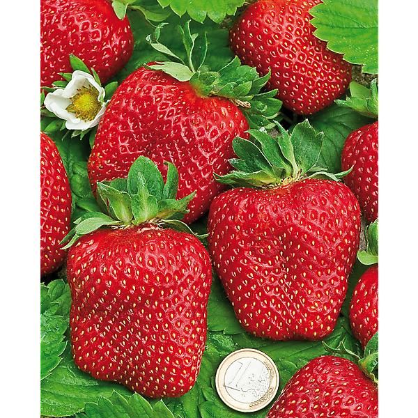 FRAISIER Madame MOUTOT ou fraise tomate