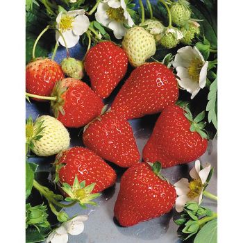 FRAISIER CIRAFINE Bio