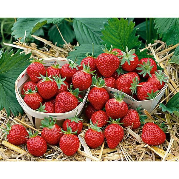 FRAISIER MARA des BOIS Bio