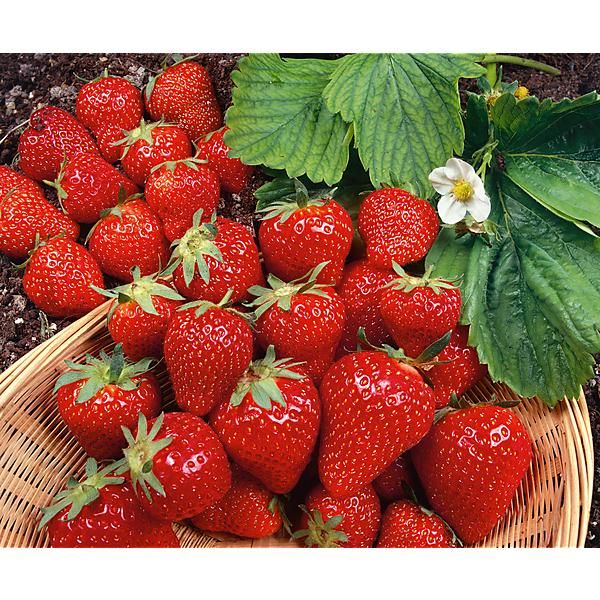 FRAISIER SWEET ANN