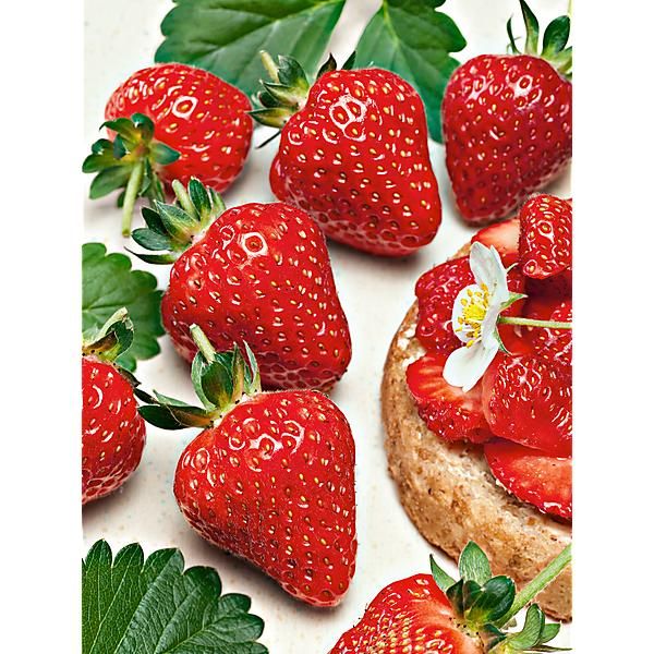 FRAISIER BRAVURA