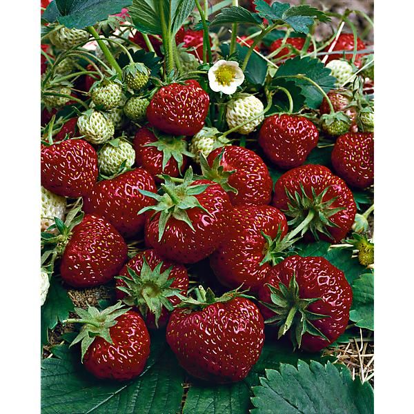 FRAISIER HUMMI® AROMA