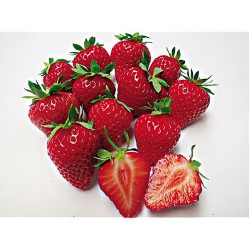 FRAISIER HARMONY® 2