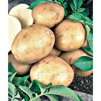 POMME de TERRE BLANCHE® (CN991131)