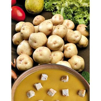 POMME de TERRE INSTITUT de BEAUVAIS