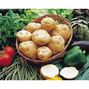 POMME de TERRE INSTITUT de BEAUVAIS 2