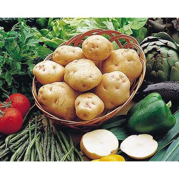 POMME de TERRE INSTITUT de BEAUVAIS