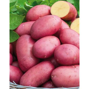 POMME de TERRE RUDOLPH