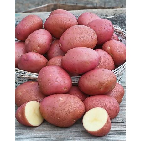 POMME de TERRE LA ROUGE du NORD® (manitou)