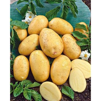 POMME de TERRE CHALLENGER