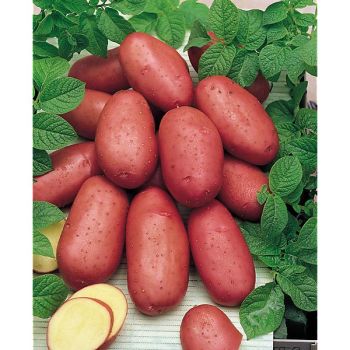 POMME de TERRE DALIDA