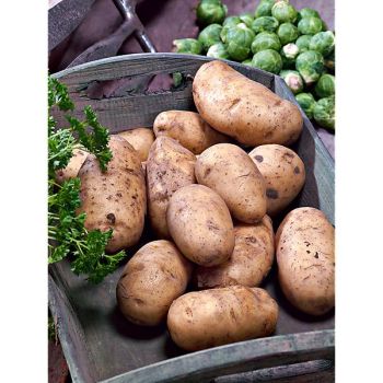 POMME de TERRE KERPONDY