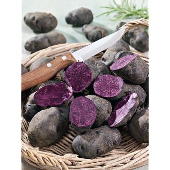 POMME de TERRE LA VIOLETTE®, VITELOTTE NOIRE