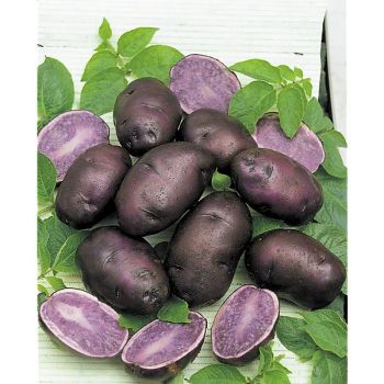 POMME de TERRE BLEUE de la MANCHE ou VIOLINE DE BORÉE