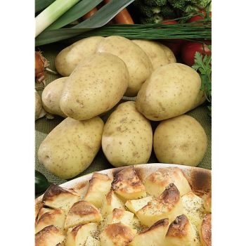 POMME de TERRE SAMBA