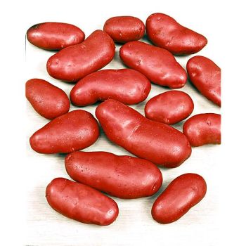 POMME de TERRE ROSE de FRANCE® (Cirielle)