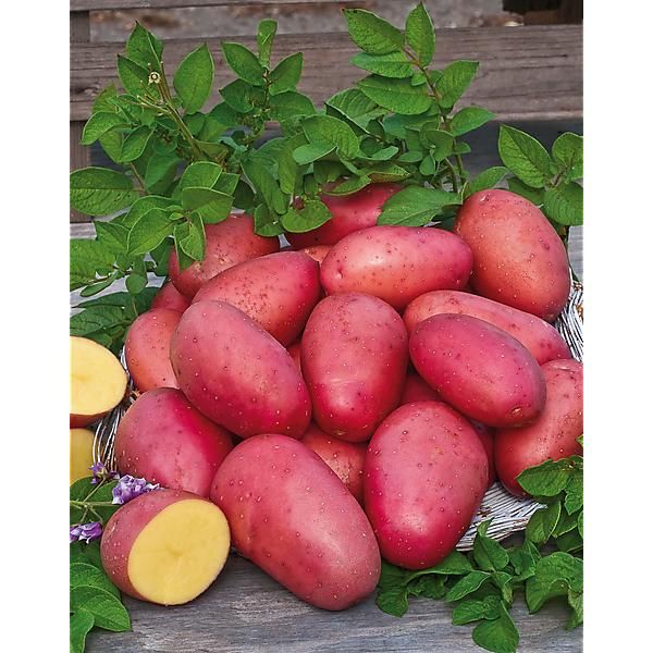 POMME de TERRE ROSABELLE