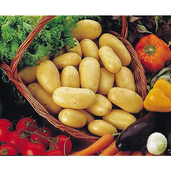 POMME de TERRE MONALISA