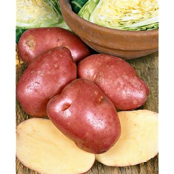 POMME de TERRE DÉSIRÉE