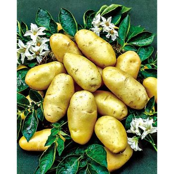 POMME de TERRE NAWEN (Maldive)