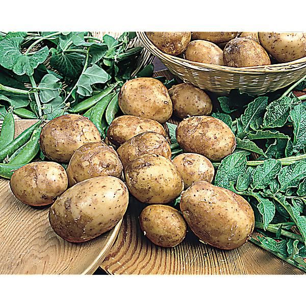 POMME de TERRE ELODIE