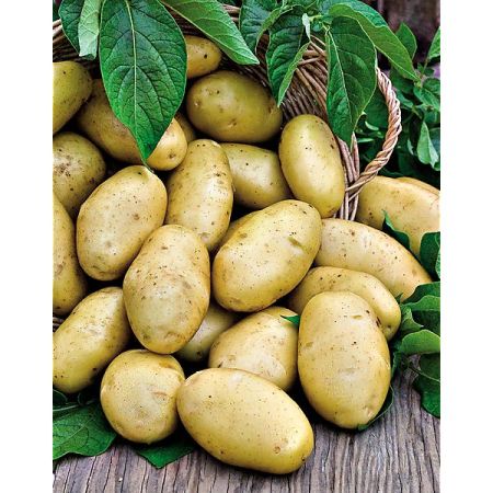 Pomme De Terre Osiris - Graines Baumaux