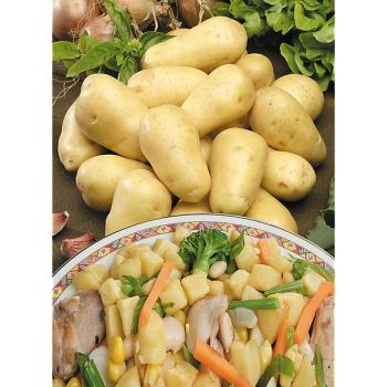 POMME de TERRE CHARLOTTE Bio