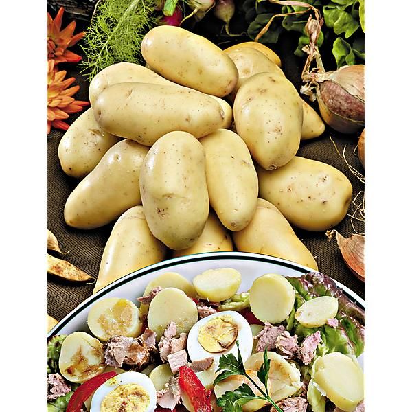 POMME de TERRE princesse AMANDINE®