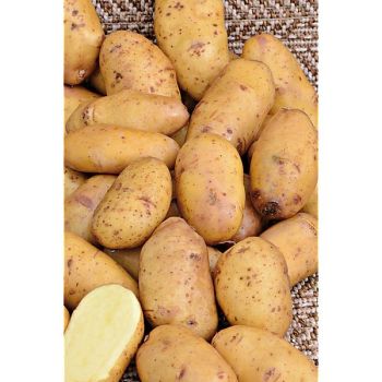 POMME de TERRE BELLE de FONTENAY 2