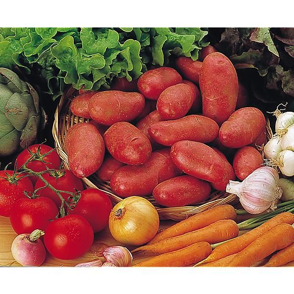 POMME de TERRE CHEYENNE Bio