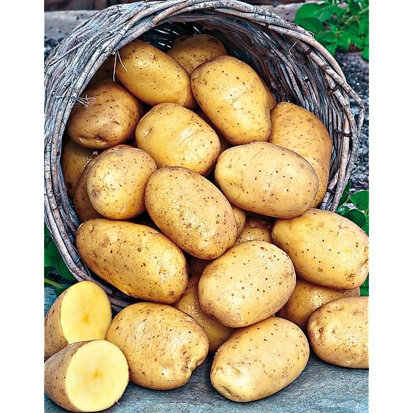 POMME de TERRE LA DOLWEN de BRETAGNE® (clairette)