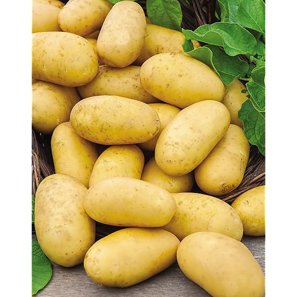 POMME de TERRE DITTA Bio