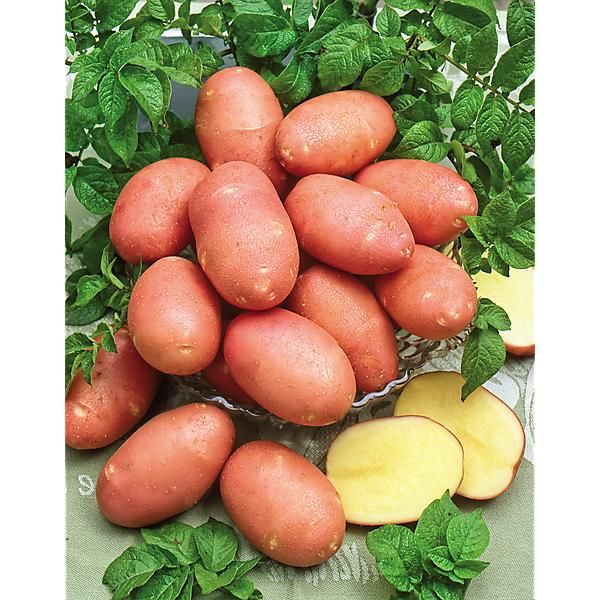 POMME de TERRE PROSPÈRE® (STEMSTER)