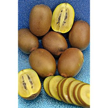KIWI (actinidia deliciosa) femelle GOLDEN KIWI