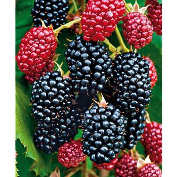 MÛRIER-FRAMBOISIER ou MÛROISE BOYSENBERRY THORNLESS