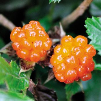 MÛRE DORÉE (rubus xanthocarpus)