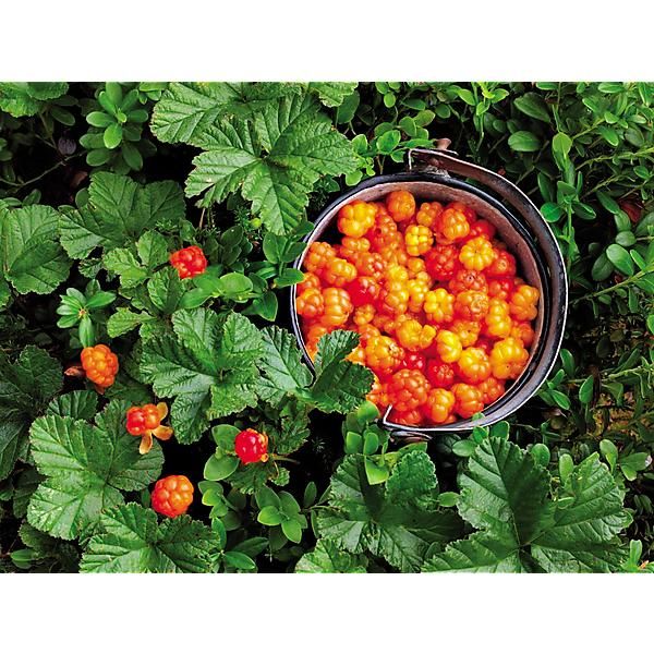 MÛRE DORÉE (rubus xanthocarpus)