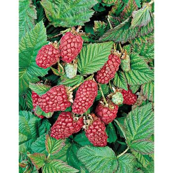 MÛRIER-FRAMBOISIER ou MÛROISE TAYBERRY 2