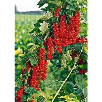 GROSEILLIER ROVADA 2