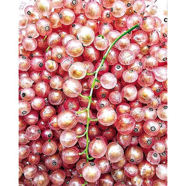 GROSEILLIER PINK CAMPAGNE