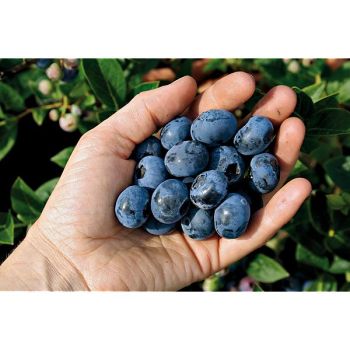 MYRTILLIER BLUEROMA®